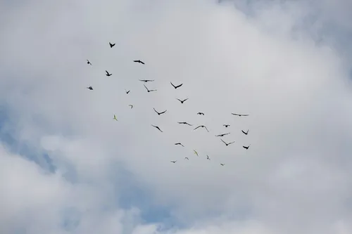 Stock image of a flock of birds in a blue sky with white clouds