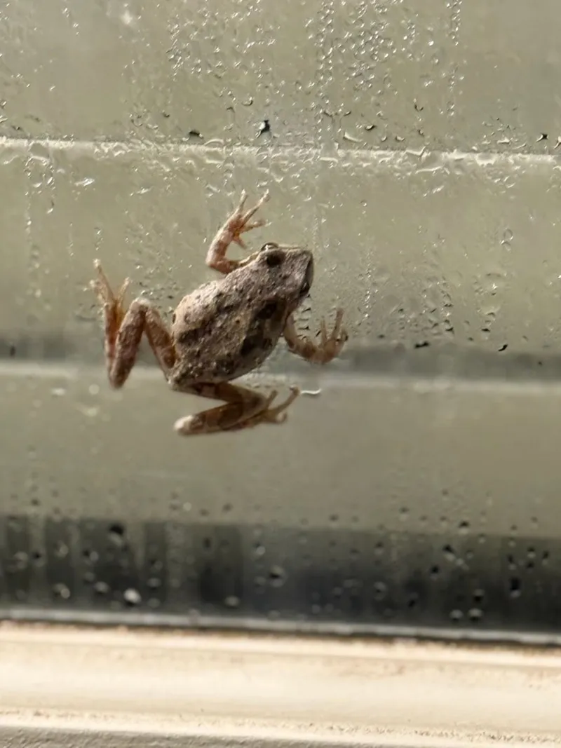 Stock image of a small frog climbing vertically up a wet window pane