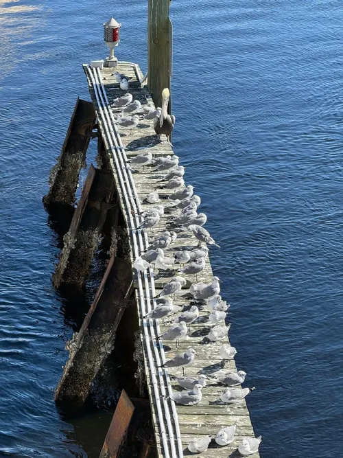 Stock image of gulls and pelicans on an ocean pier